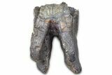 Fossil Woolly Rhino (Coelodonta) Tooth - Siberia #370969-1
